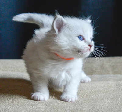 ragdoll kitten